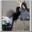 Turdus merula - Amsel m06.jpg